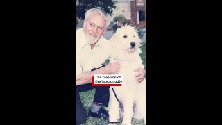The world's first labradoodle - BBC World Service #shorts