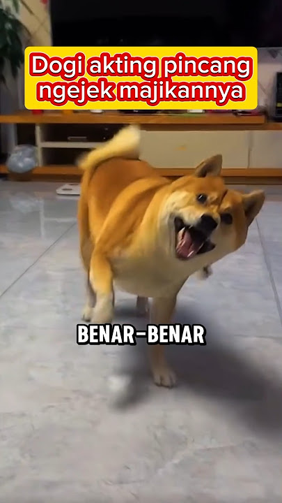 Dogi acting like he's limping, teasing his owner #feedshorts #cutedog #cuteanimal