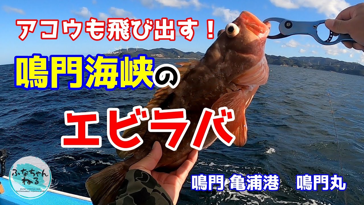 【タイラバ】アコウも飛び出す！鳴門海峡のエビラバ