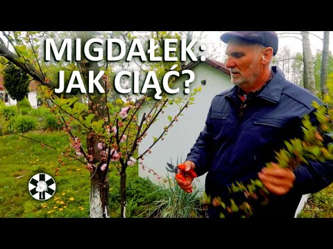 Cięcie MIGDAŁKA na PNIU