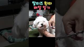 말티즈 환타 배털 밀기 #shorts #말티즈