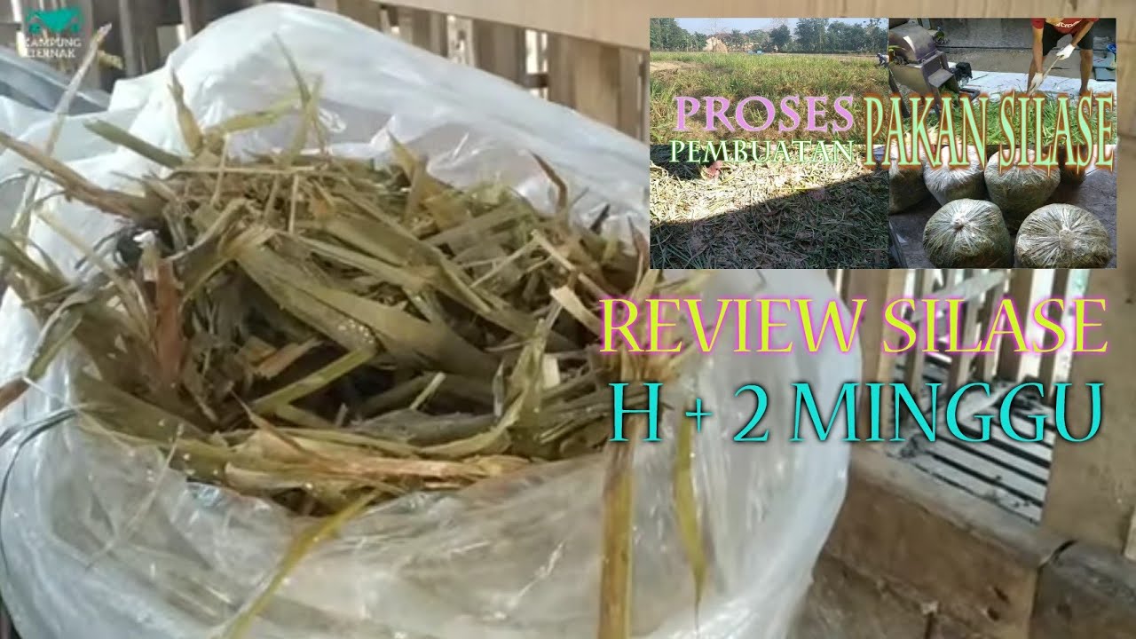 Tes Pakan Hasil Silase Rumput Odot - Proses 2 Minggu 