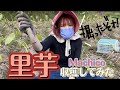 【Machico 】里芋収穫してみた【農業声優】