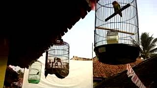 cucak jenggot vs lovebird