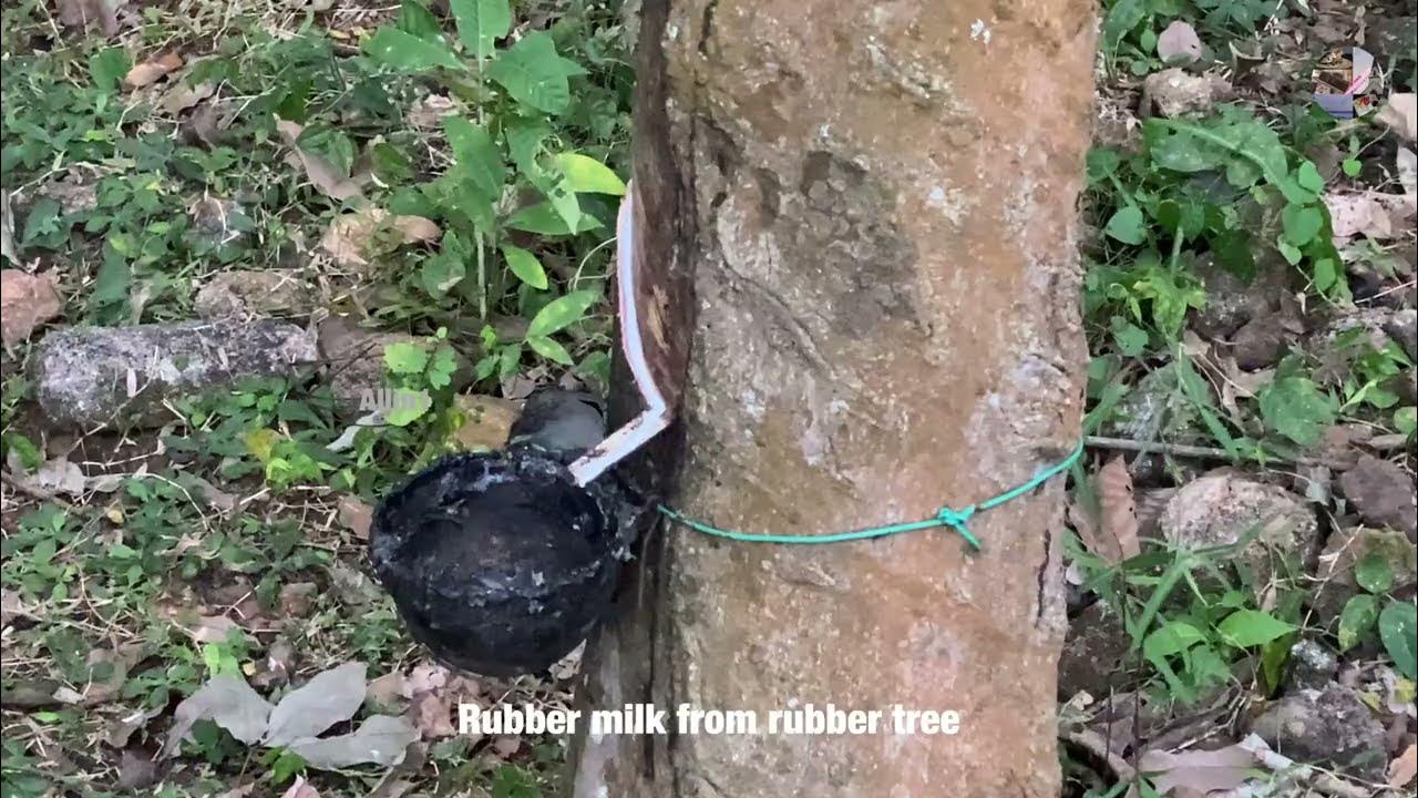 Rubber Sheet from Rubber Tree * Kanyakumari District YouTube