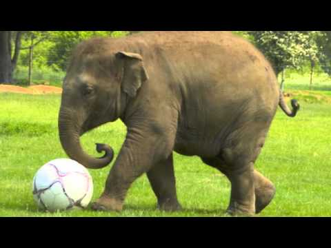 Calanka Jubaland By Qiiq