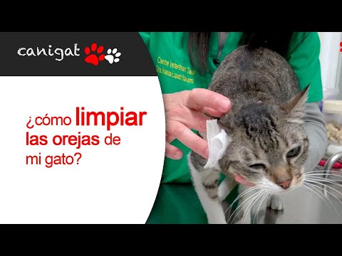 Video: Cómo Limpiar Las Orejas De Un Gato
