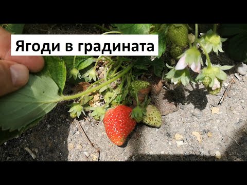 Видео: Какви сортове ягоди да изберем за градината