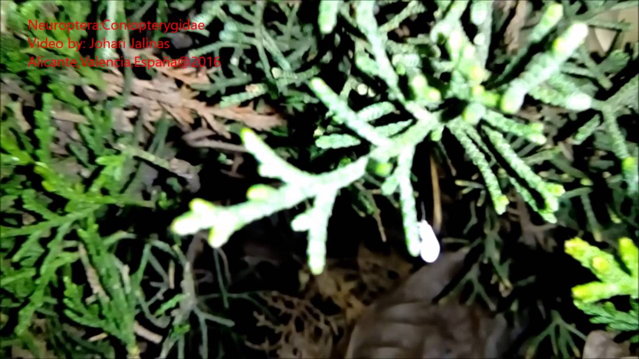 Neuroptera:Coniopterygidae