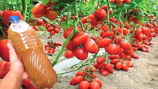 Faça Seu Pé de Tomates Explodir de Tantos Frutos