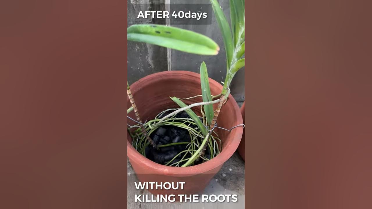 VANDA ORCHIDS IN CLAY POT w/ CHARCOAL How To Pot/Plant Vanda in Clay Pot Potting Orchid 