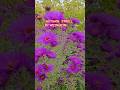 AUTUMN STROLL  IN WEINHEIM   GERMANY | EPIFANNY VLOG #SHORTS