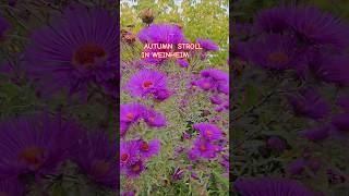 AUTUMN STROLL  IN WEINHEIM   GERMANY | EPIFANNY VLOG #SHORTS