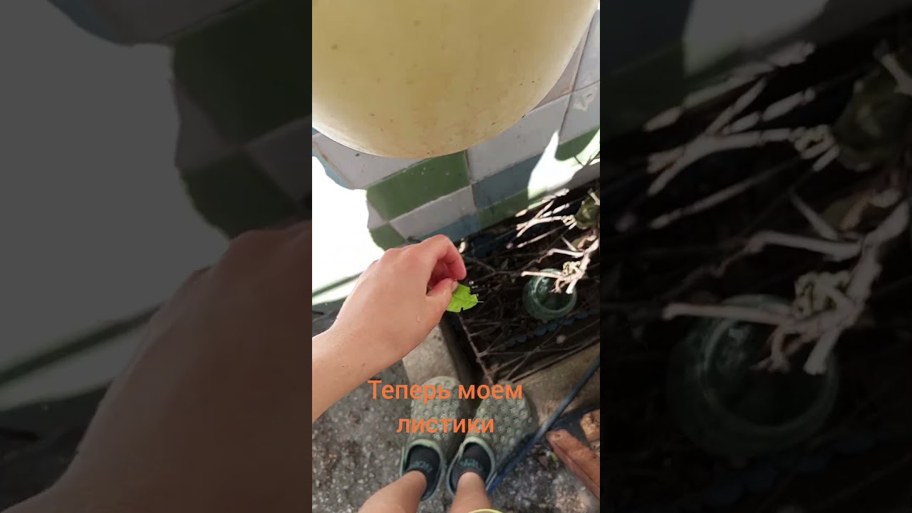 Сливовый чай 🍵 