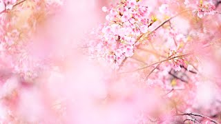 Ueno Park, Flutter of Cherry Blossom.