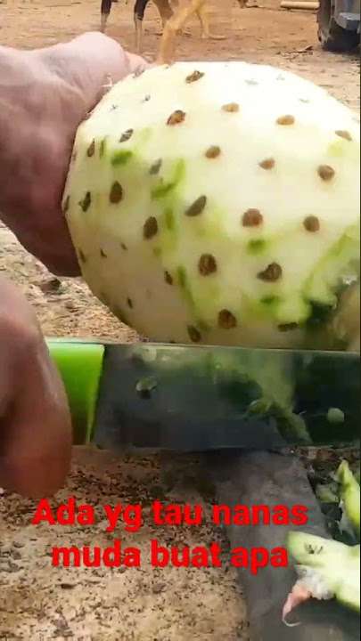 nanas muda apa nanas abg