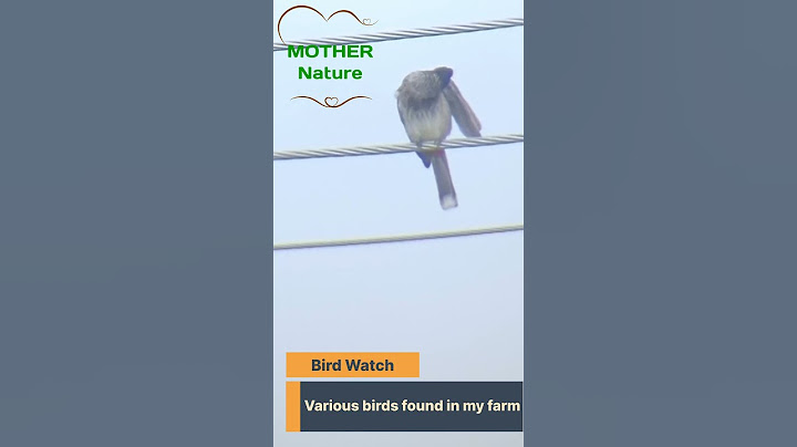 Rare Bird Visitors at Shambhu Farms 🐦✨ | Can You Identify Them?