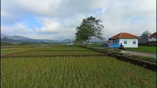 Desa Wisata Kadugede Kuningan Jawa Barat | suasana sawah perkampungan dan pegunungan | naratas desa