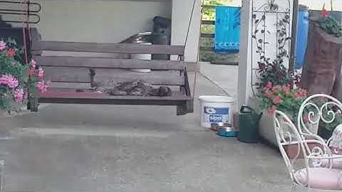 Un cane intelligente