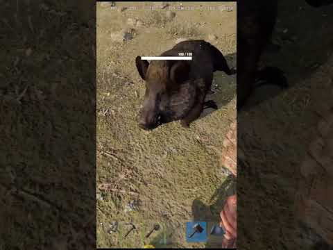 The pig make funny sound when I hit it with Hammer #Rust