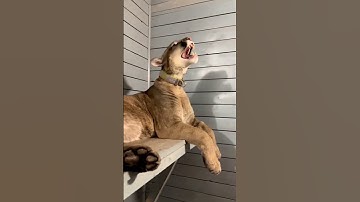 Thumbnail of Puma London's terrifying roar
