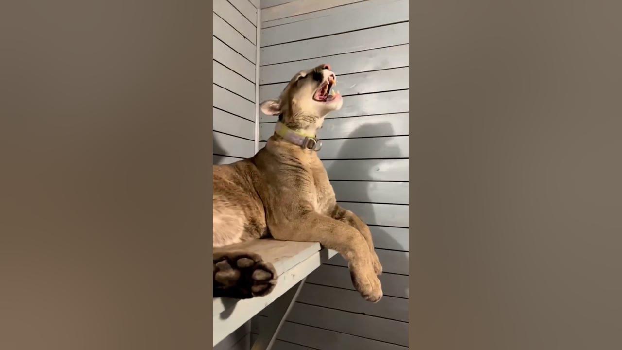 Puma London's terrifying roar