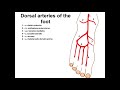 Dorsal arteries of the foot