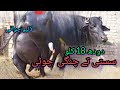 Neli beautiful buffalo | for sale contact on [03054823553] latest 2025
