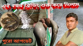 fish breeding process|Catfish breeding|magur breeding|magur breeding techniques|মাগুর ব্রিডিং|