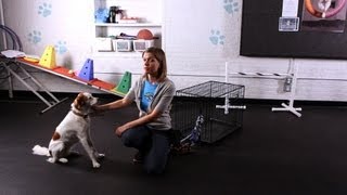 How to Teach Your Dog to Pull on a Rope | Dog Tricks screenshot 5
