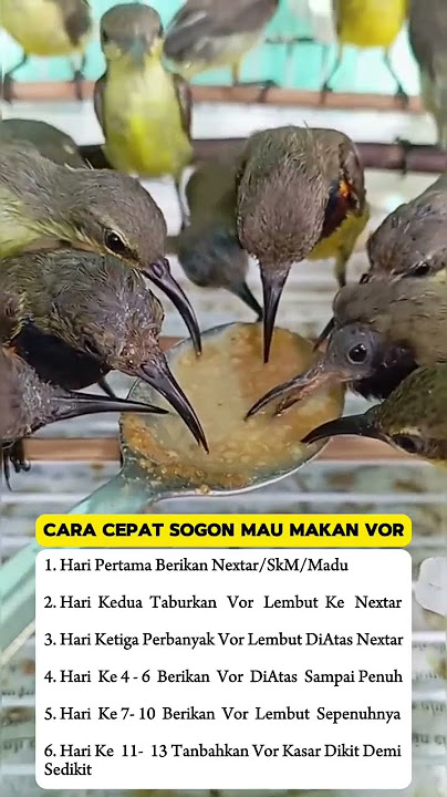 pancingan suara burung sogon #kicauburunglovebird #burung #mangkicauoffecial #kicaumania #burungkica