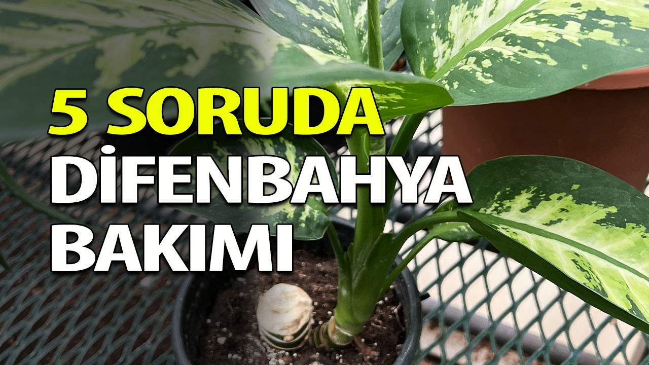 Difenbahya Bakımı 5 Püf Noktası | Difenbahya Sorularını Yanıtlıyorum 🪴