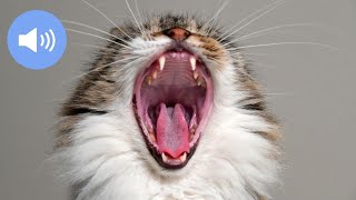 🦊 Включите этот звук, чтобы увидеть, как реагирует ваша кошка (УДИВИТЕЛЬНО!)