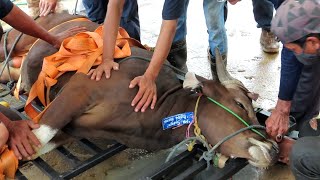 Penggunaan Alat Perebah ( Peroboh ) Sapi Kurban Di Masjid Baitul Makmur Batam | Idul Adha 2020