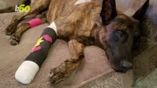 California K9 Back at Work After Getting Shot in the Paw