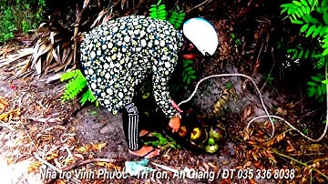 Cây Thốt Nốt hình trái tim, một sự tường tượng - Xã An Tức, Tri Tôn, An Giang 18/05/2018