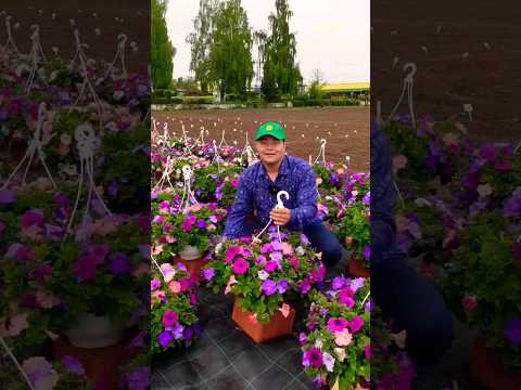 Видео: Популярные сорта фиолетовой петунии – выращивание фиолетовых петуний