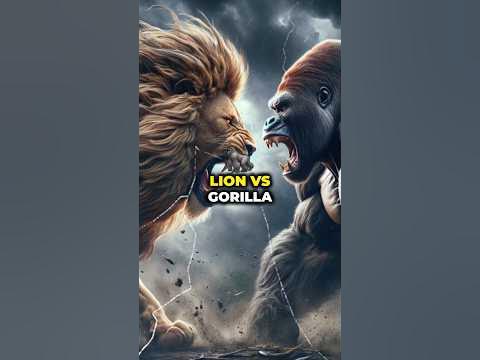 Who Would Win in a Fight Between A Lion And A Gorilla? #lion #lionesses