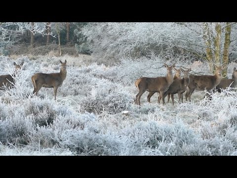 peaceful-beautiful-relaxing-music,-meditation-nature-music-"winter-song-birds"-by-tim-janis