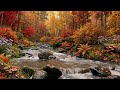 River Flowing with Birds Chirping, Gentle Forest Ambience to Start Your Morning Calm and Fresh