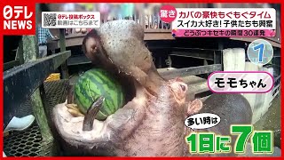 カバの豪快もぐもぐタイム…スイカを“１日７個”パクリ！ 動物たちの“キセキの瞬間”３０連発！（2021年5月28日放送「news every.」）