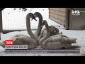 У Харківській області врятували лебедя, який застряг у крижаній пастці