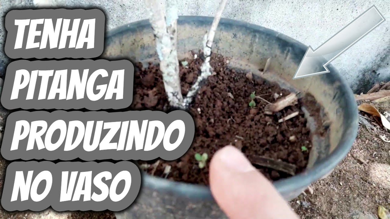 Como plantar pitanga no vaso ter sua pitangueira frutificando em casa ...