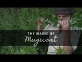 The Magic of Mugwort