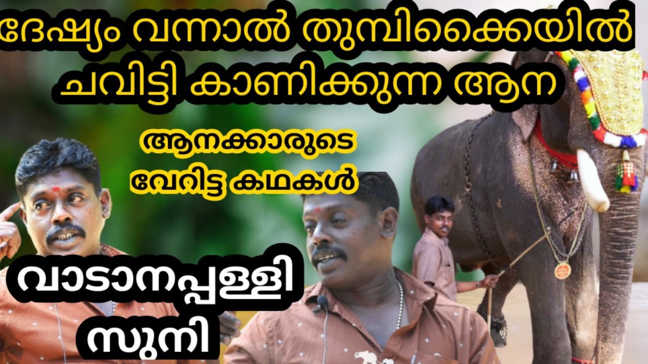 വാഴ് വേലി ആനയുടെ കൊമ്പിനിടയിൽ നിന്നും രെക്ഷപെട്ടപ്പോൾ വാടാനപിള്ളി സുനി vadanapilli suni new video 🔥