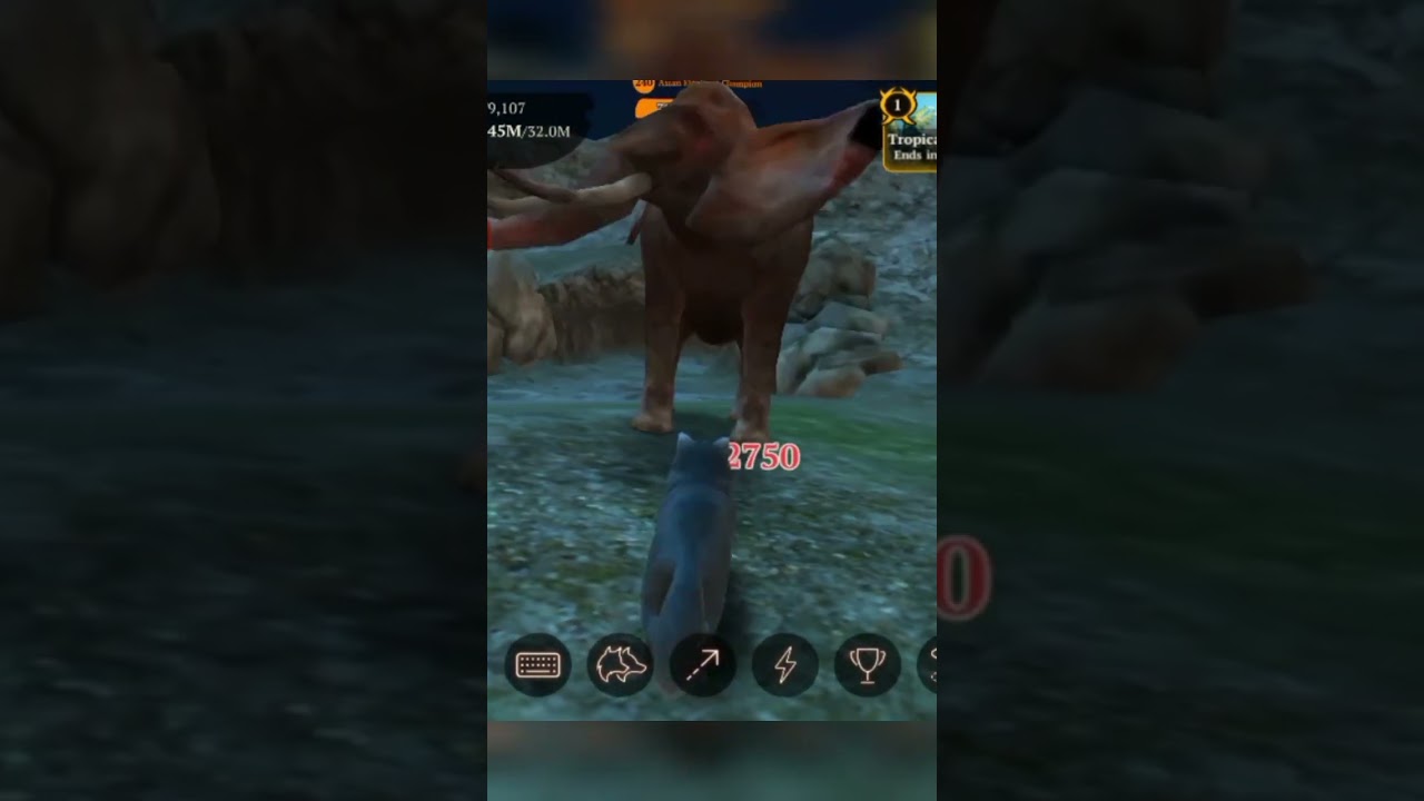 Asian Elephant Champ 🐘| the wolf | CHP 