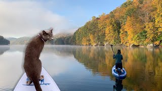 My Cat likes to Paddleboard | Kimchi the cat!