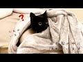 突然の訪問者にびっくりして毛布の中に隠れる黒猫
