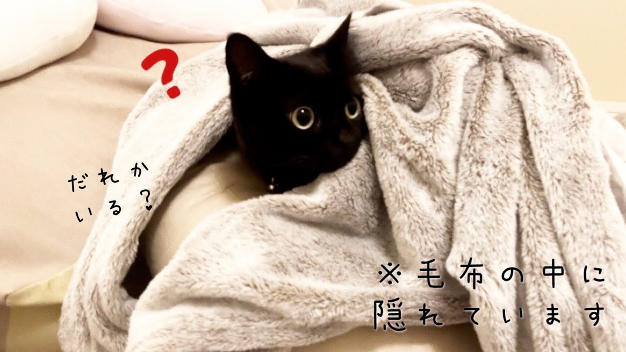 黒猫デザインの訪問着新品 黒猫 着物 宝石のように惹きつける