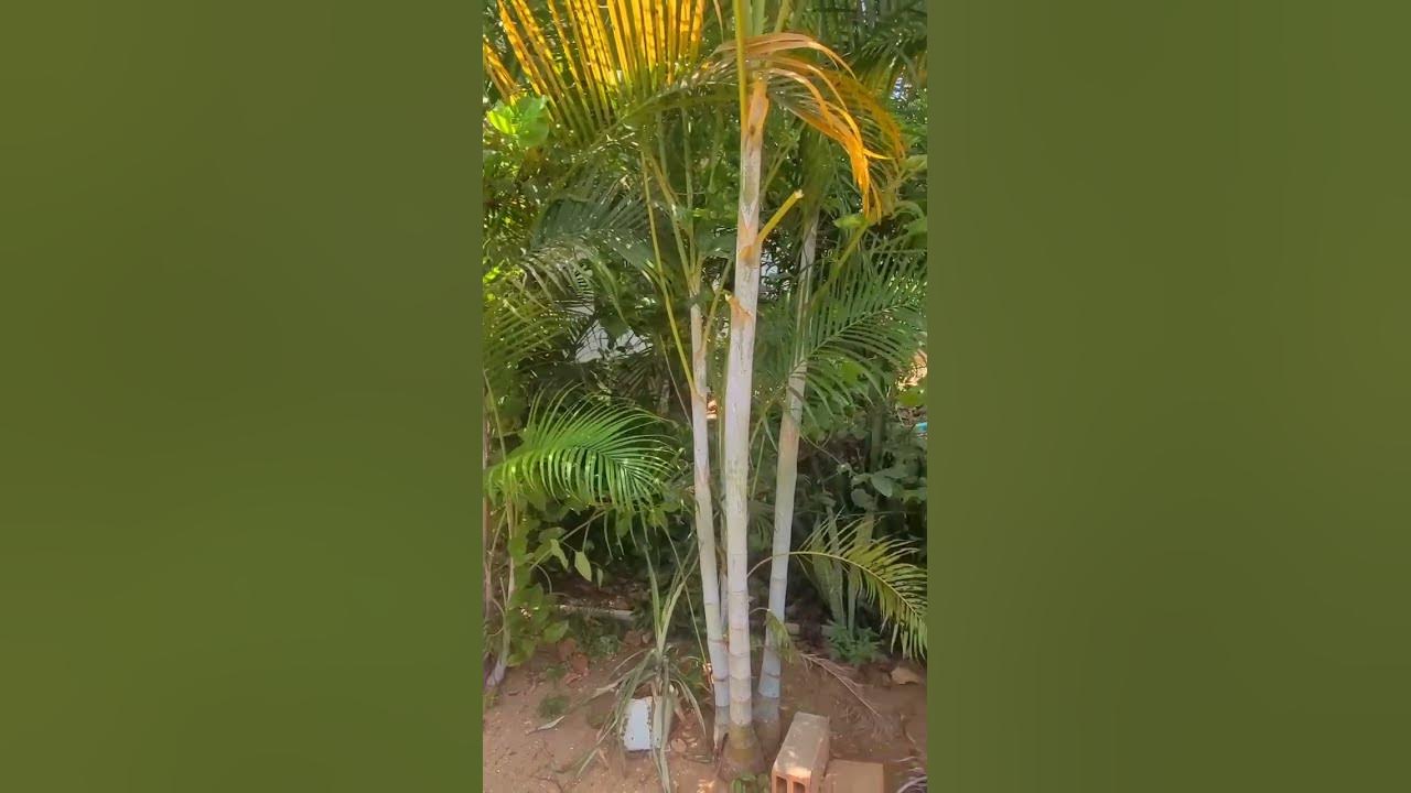 golden palm tree YouTube
